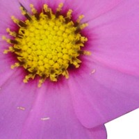 Mirasol Morado, flor muy presente en Huiramba entre el verano y el otoño